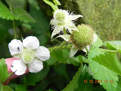 Rubus sp-amora (8)