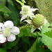 Rubus sp-amora (8)