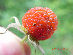 Rubus sp-amora (9)