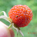 Rubus sp-amora (9)