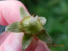 Rubus sp-amora (10)