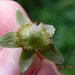 Rubus sp-amora (10)