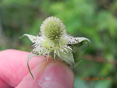 Rubus sp-amora