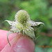 Rubus sp-amora