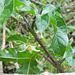 Solanum sp (2)