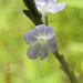 Verbenaceae-gervão preto-Staquitarpheta cayanensis (2)