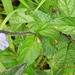 Verbenaceae-gervão preto-Staquitarpheta cayanensis (3)