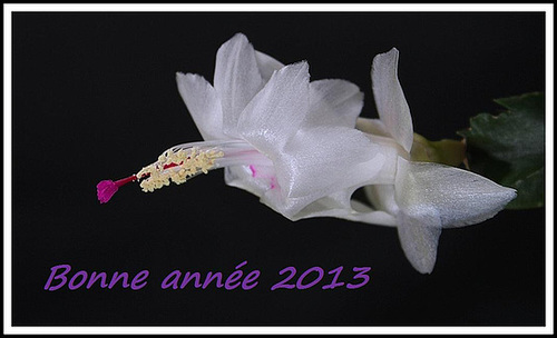 Schlumbergera blanc