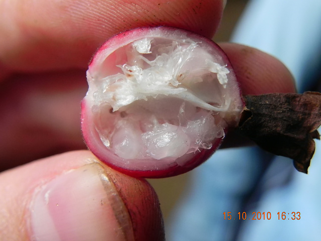 Zingiberaceae - fruto