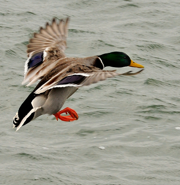 Amerrissage d'un canard "Colvert"...