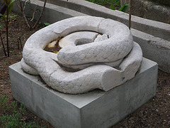 Serpent à l'omphalos, 1