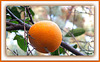 La derniere Orange..