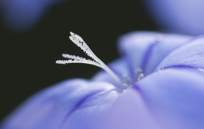 Toujours la petite bleue