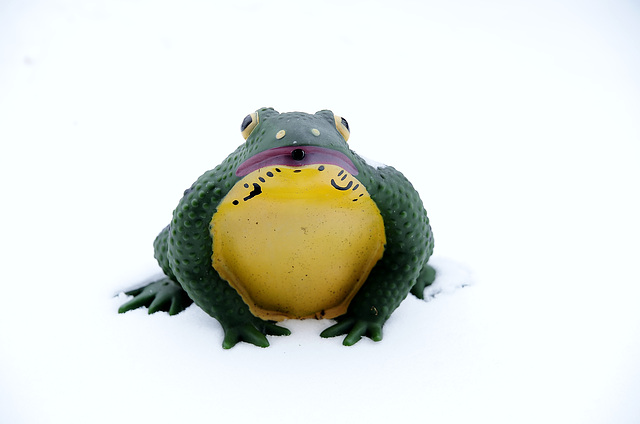 Eisfrosch