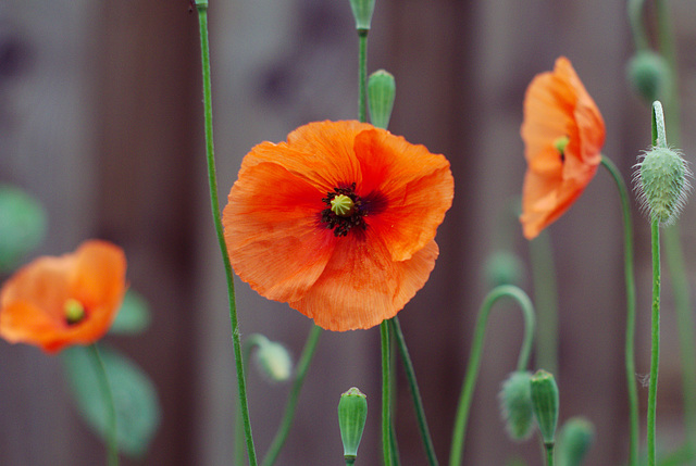 Poppies