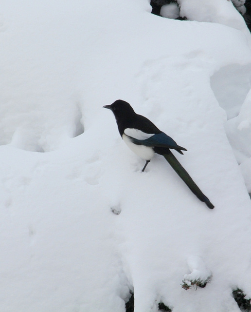 Pie dans la neige