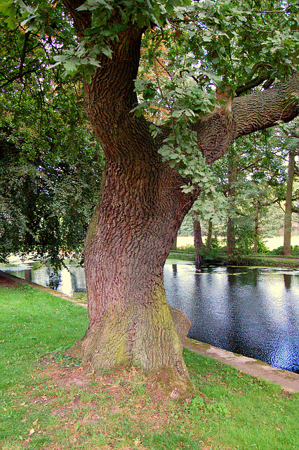 Dorso kaj postaĵo de giganto, kiu vekiĝas (arbo) Dorso kaj postaĵo de giganto, kiu vekiĝas (arbo)