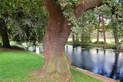 Matena streĉiĝo de giganto (arbo)