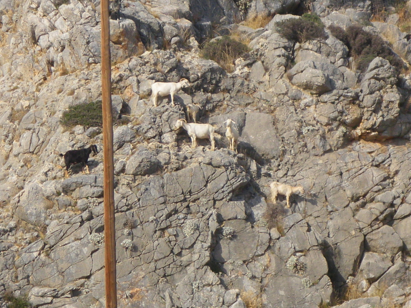 Chèvres