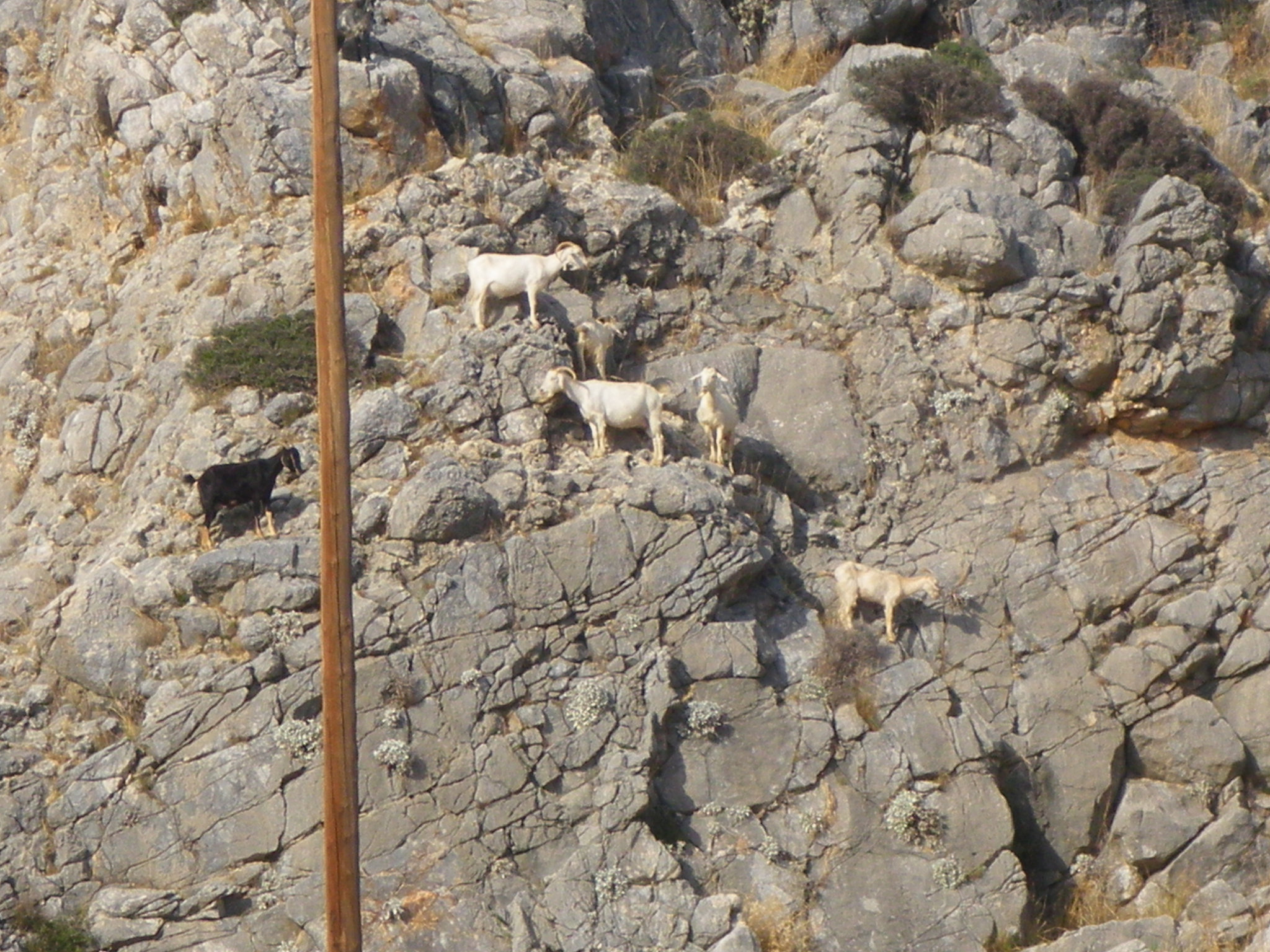Chèvres