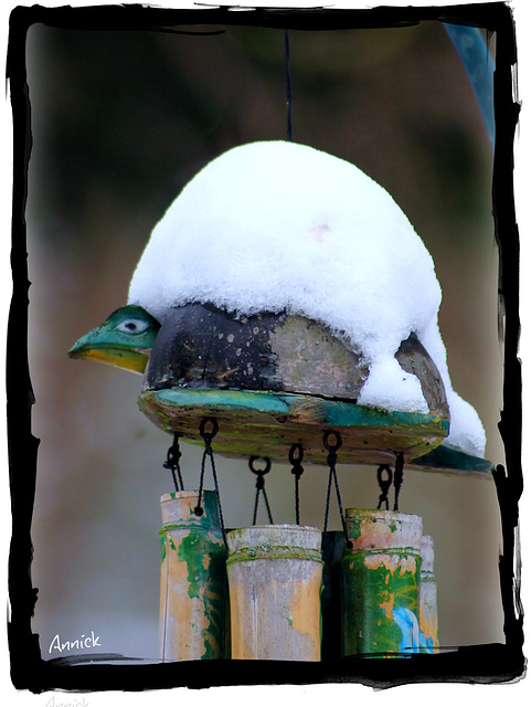 la tortue dans sa nouvelle maison de neige