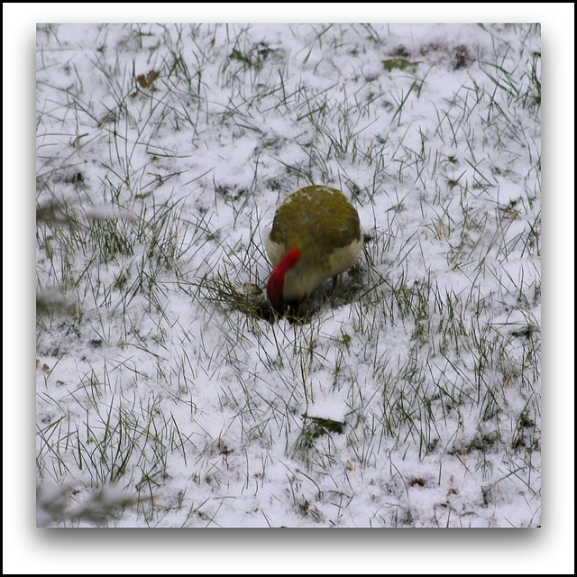 Pic Vert  dans la neige