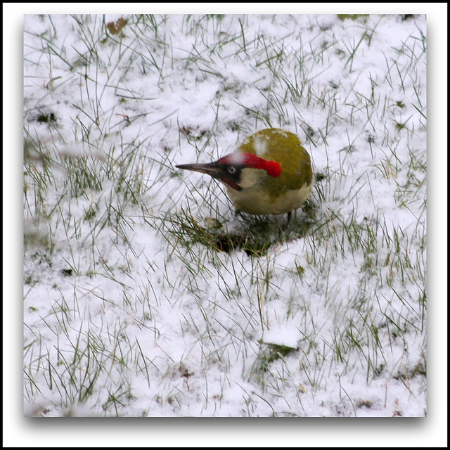 Pic Vert  dans la neige