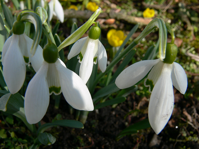 Frühlingsbegrüßer