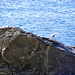 Duo à Quiberon