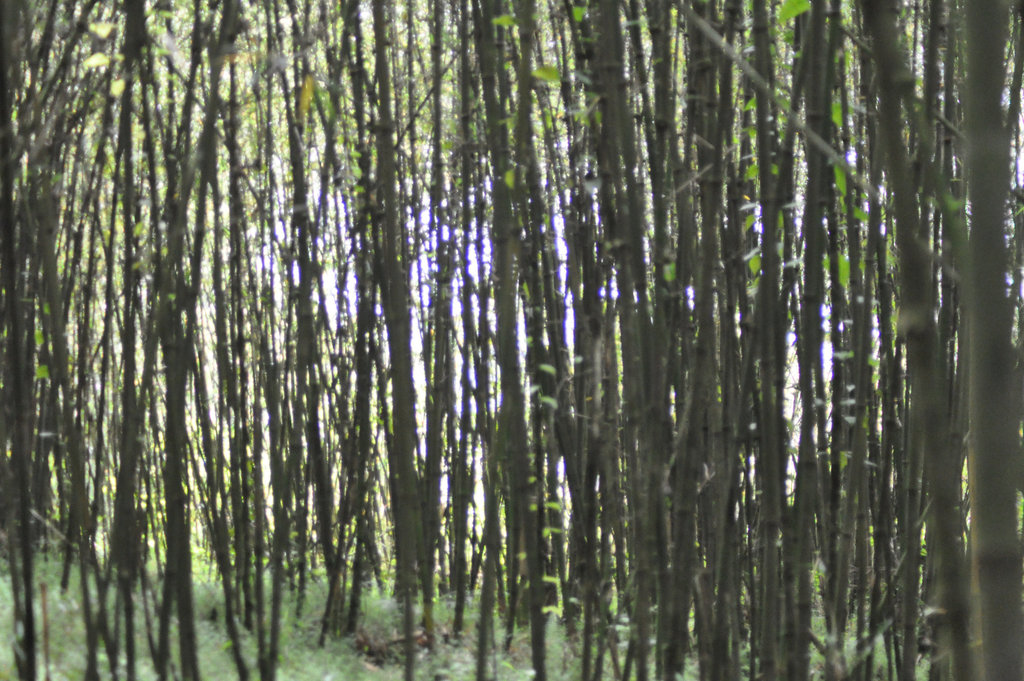 La hejmo de la simioj restas denove kaŝita malantaŭ la bambuoj