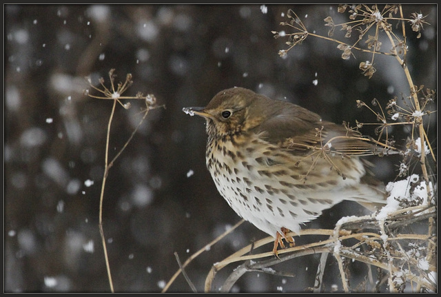 Tombe la neige