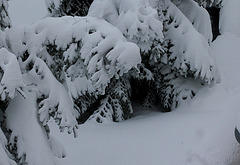 Hutte de sapin