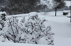 Viburnum sous la neige