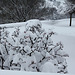 Viburnum sous la neige