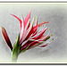 Hippeastrum cybister