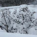 Viburnum sous la neige (2)