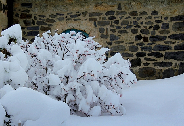 Viburnum sous la neige (3)