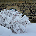 Viburnum sous la neige (3)