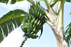 La bananoj estas unu el la ĉefaj manĝaĵoj de Ruando: freŝaj, frititaj, bolitaj...