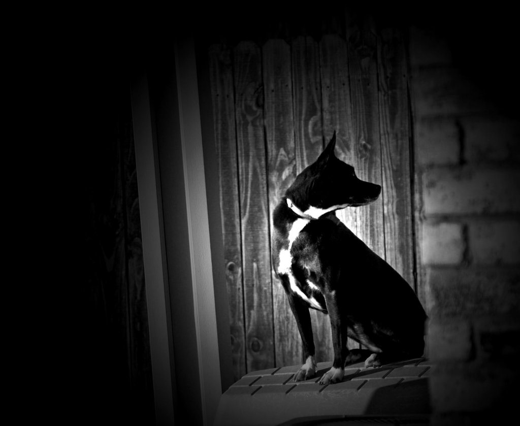 Black Dog
