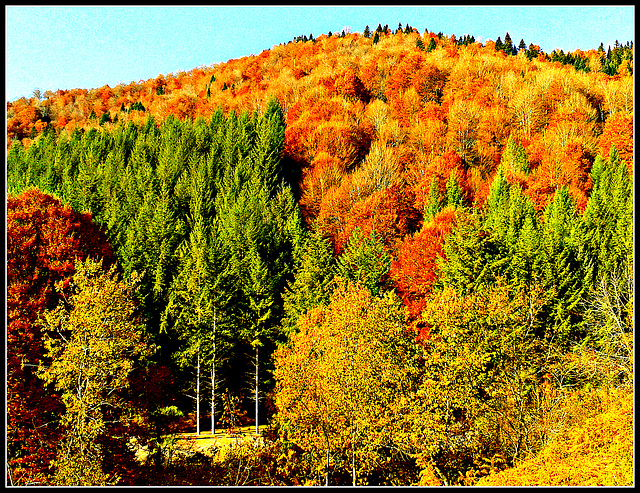 Otoño en la selva de Irati (Navarra)-10