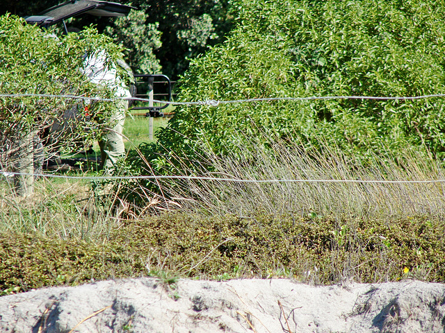 Chris through back fence, Pikowai camp