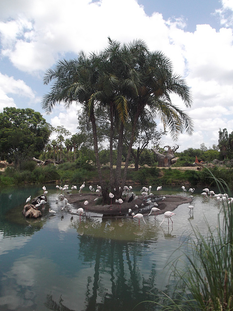 Flamands roses disneyworldiens / Disneyworld flamingos