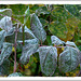 MON JARDIN