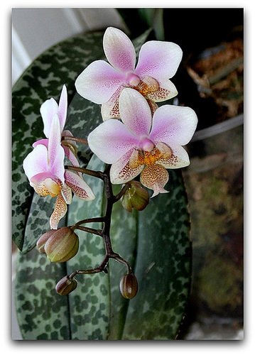Phalaenopsis 'Philadelphia '