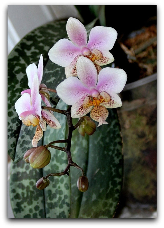 Phalaenopsis 'Philadelphia '