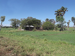 Campagne cubaine / Cuban country - 19 mars 2012.