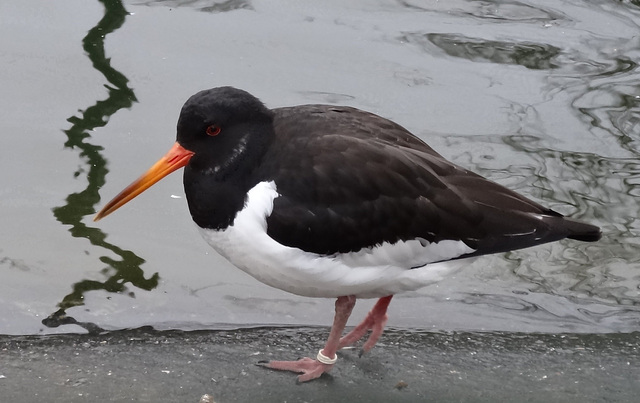 Kurpark Cuxhaven