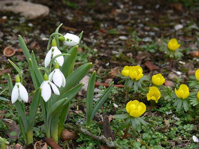 Schneeglöckchen und Winterling