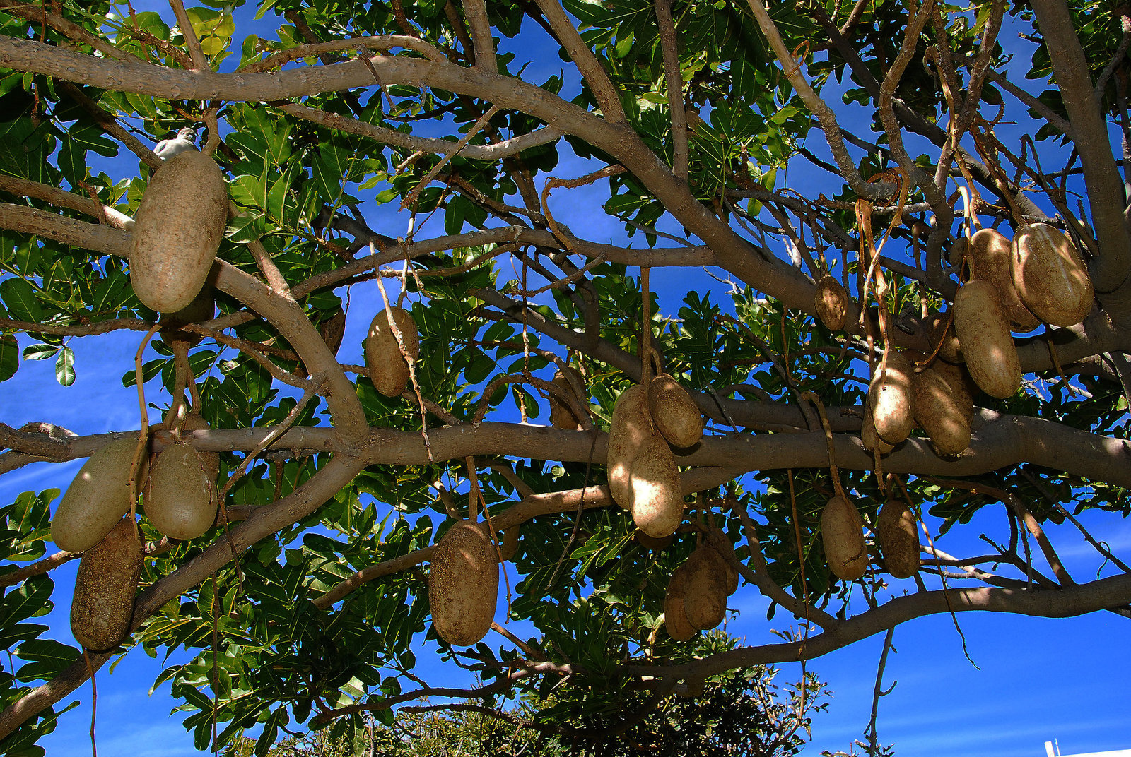 Arbre à coucougnettes